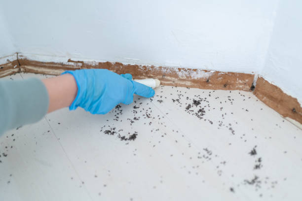 Flea Control Services in Yorkville, NY